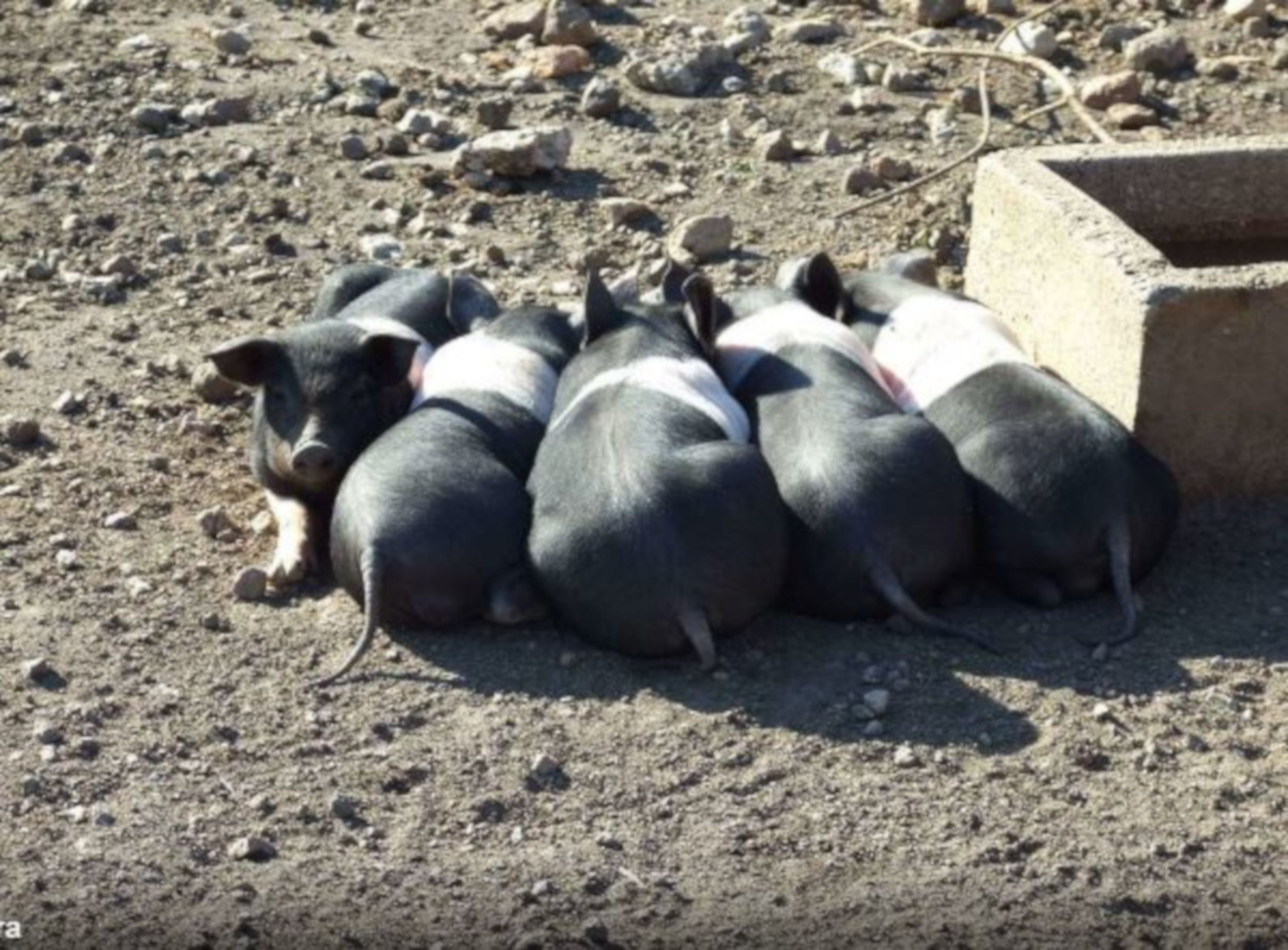 Un grup de porcs acurrucats a terra rocosa.
