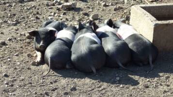 Un grup de porcs acurrucats a terra rocosa.