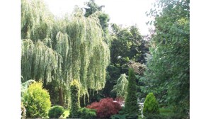 A garden with various trees, including a prominent weeping willow and a red shrub. - The Pines Hotel (Slough)