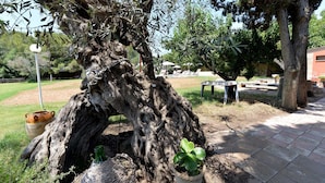 A large tree with a thick trunk and a rustic setting. - Agriturismo Santa Chiara (Alezio)