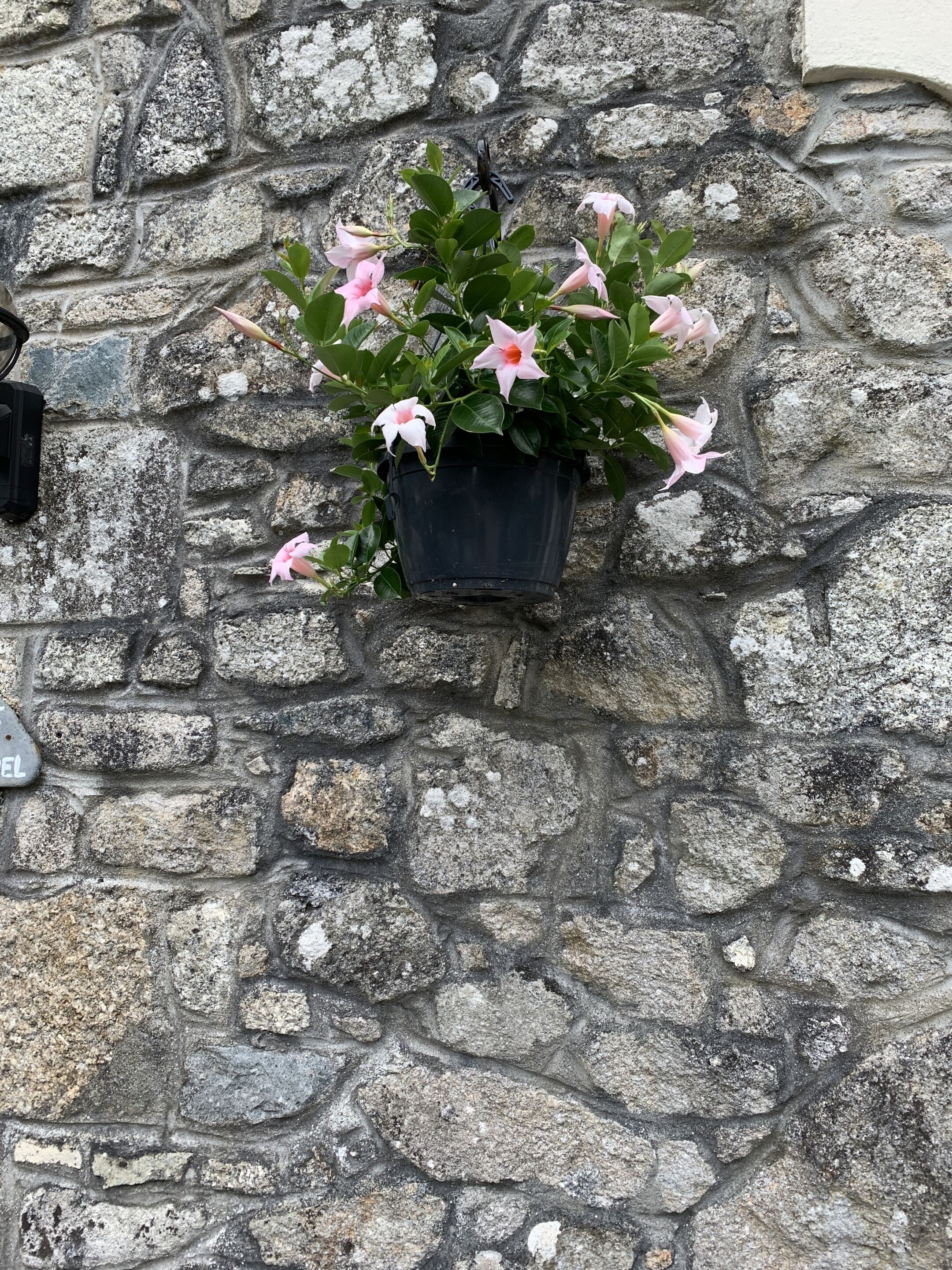 A black hanging planter with pink flowers against a stone wall.