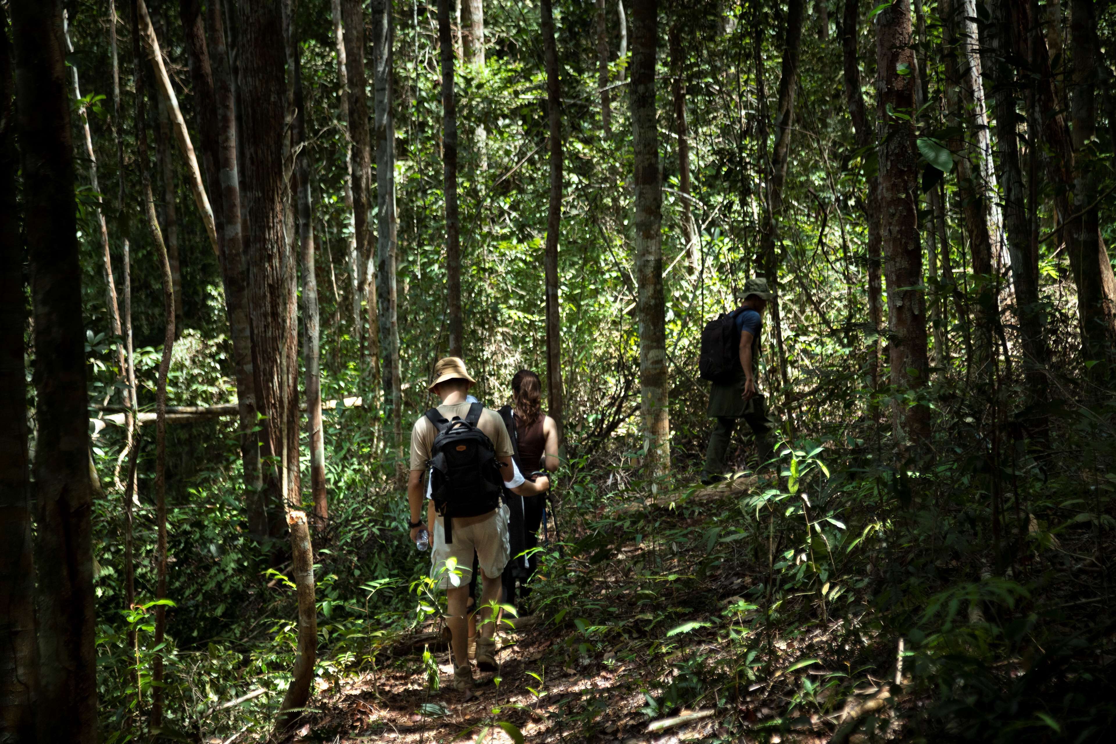 A forested hiking trail with two hikers, one with a backpack and the other with a backpack and a hat.