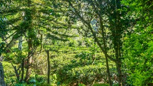A pathway surrounded by lush greenery and trees. - MF Estate Holiday Bungalow (Hali-Ela)