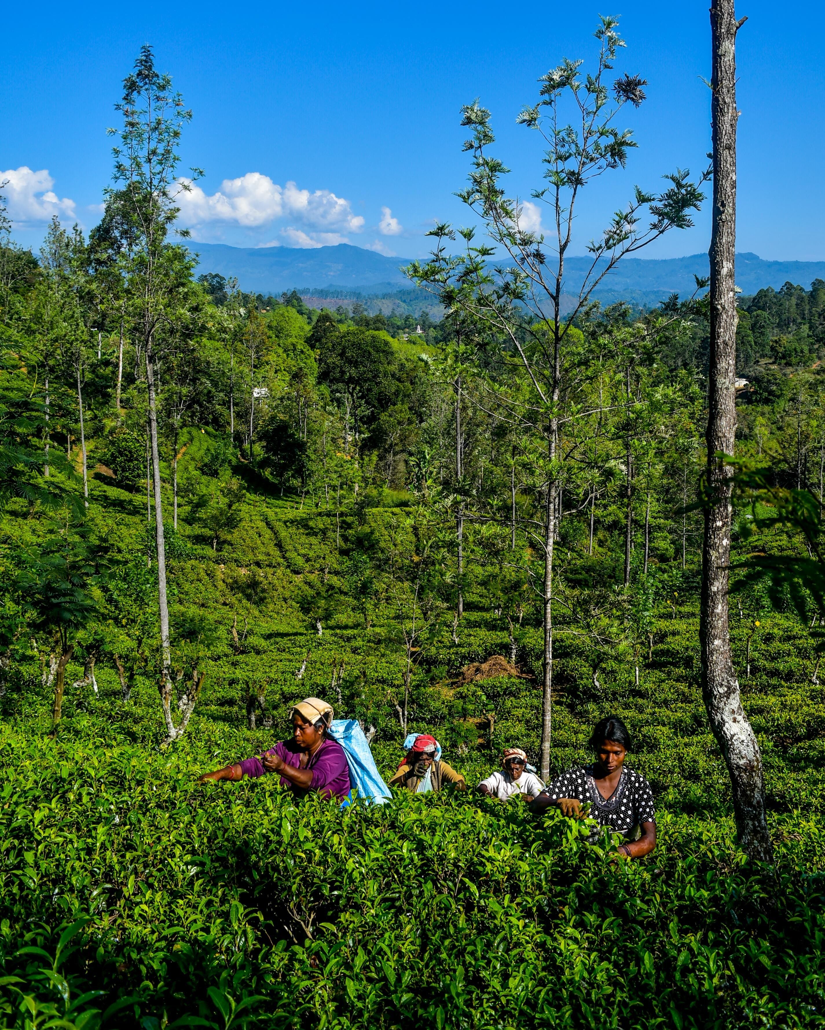 A lush green tea plantation with workers harvesting tea leaves.