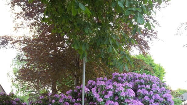 Un jardín con densos grupos de flores moradas y un camino pavimentado.