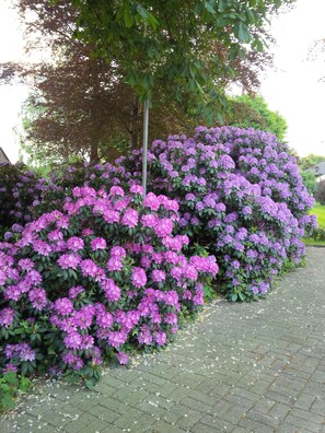 A garden with dense clusters of purple flowers and a paved walkway. - Buntes Moor (Grasberg)