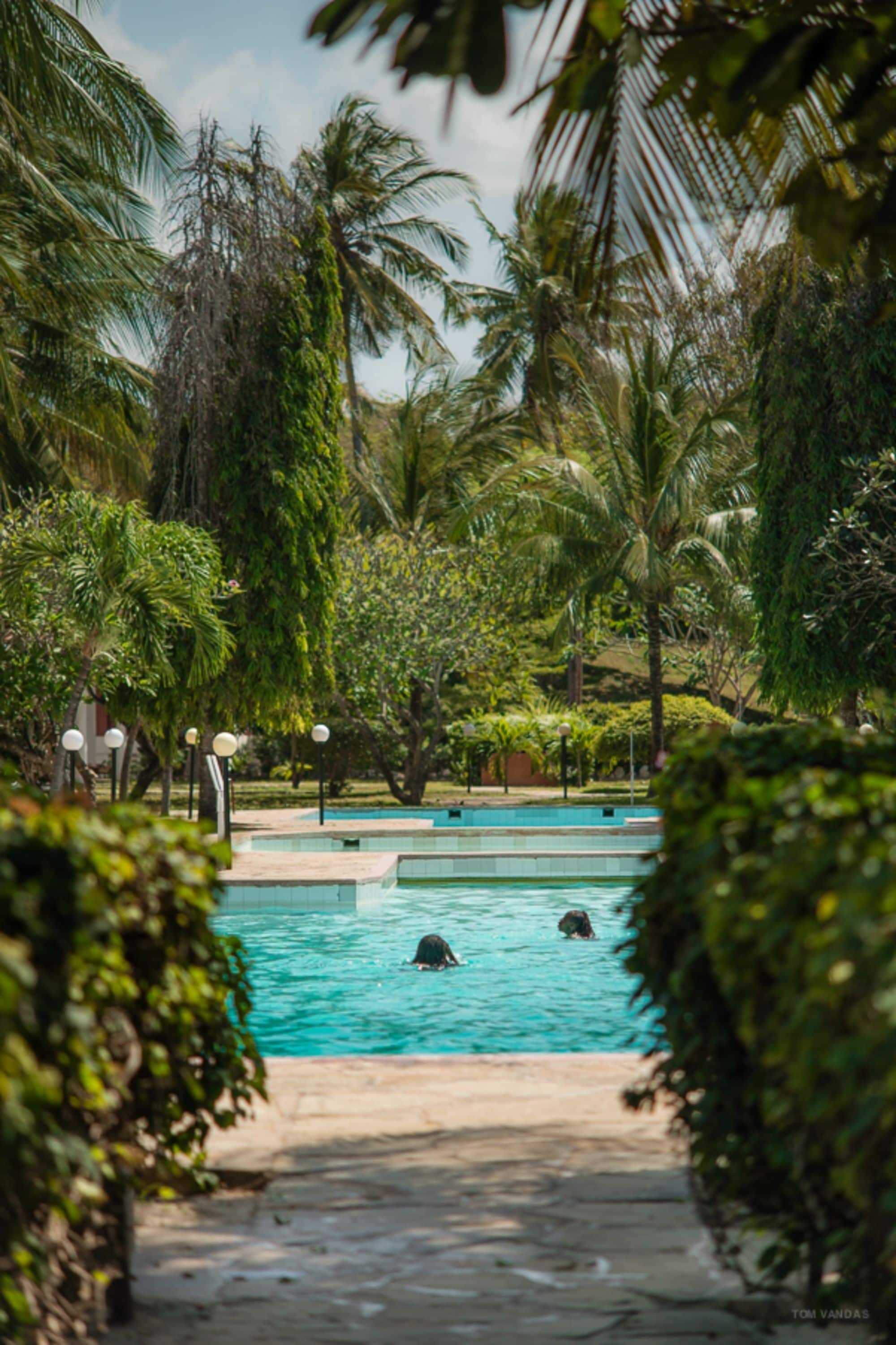 A swimming pool surrounded by lush greenery and palm trees.