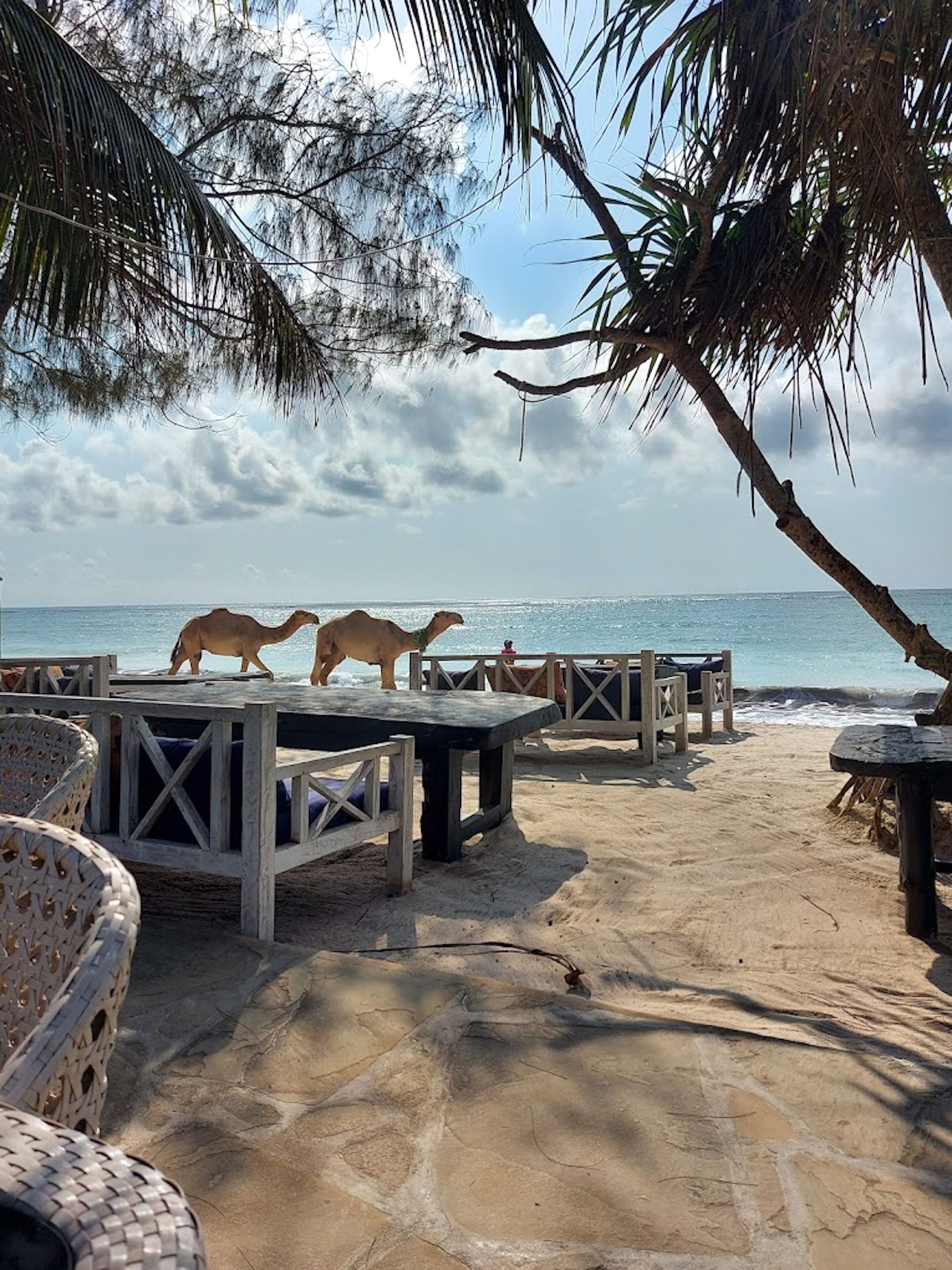 A beachside area with wooden tables and chairs, a palm tree, and a view of the ocean.
