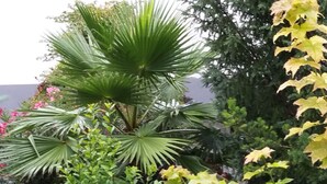 Un jardín con diversas plantas, entre ellas una palmera y arbustos florecientes.
