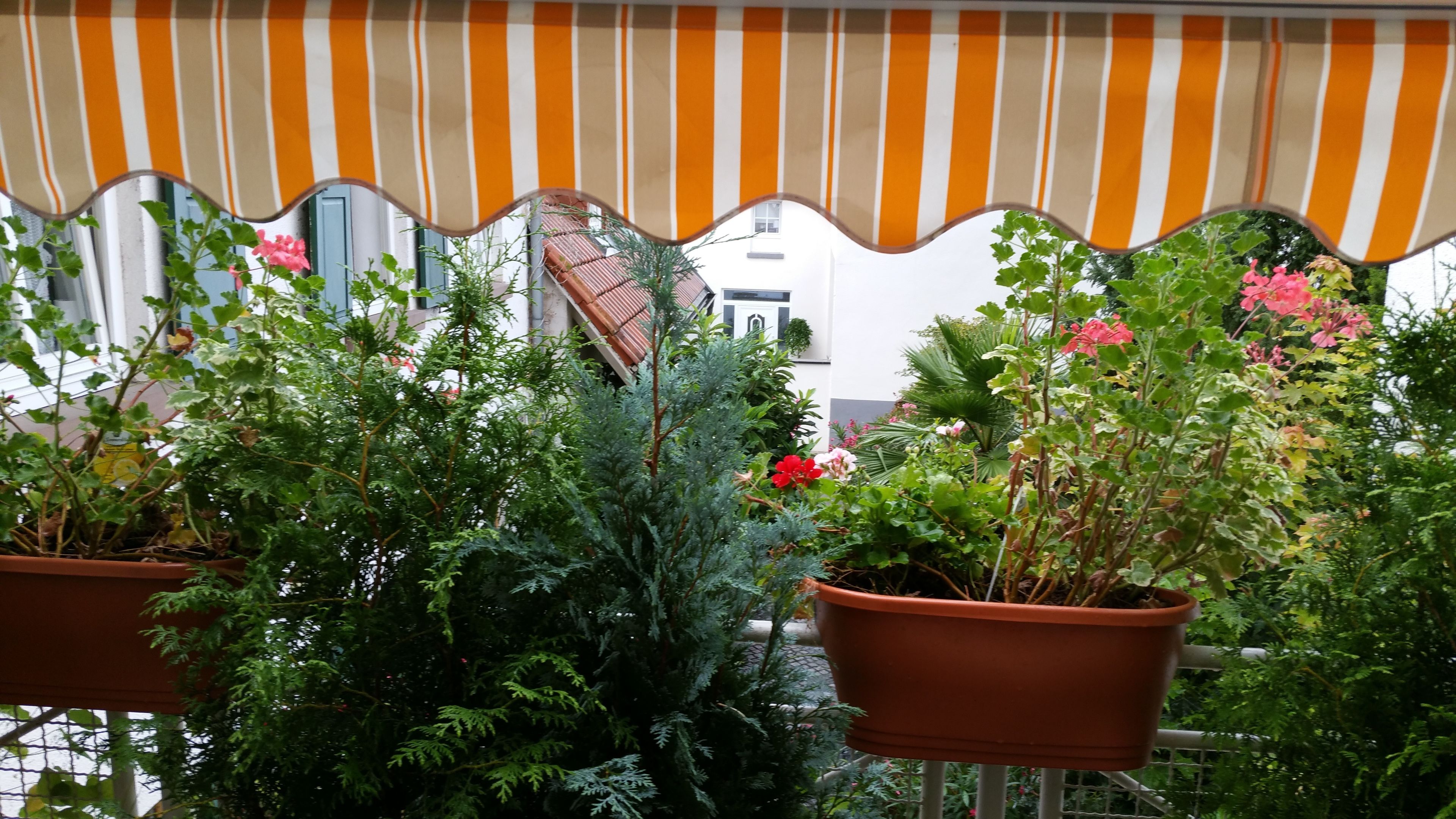 Potted plants on a balcony with a striped awning.