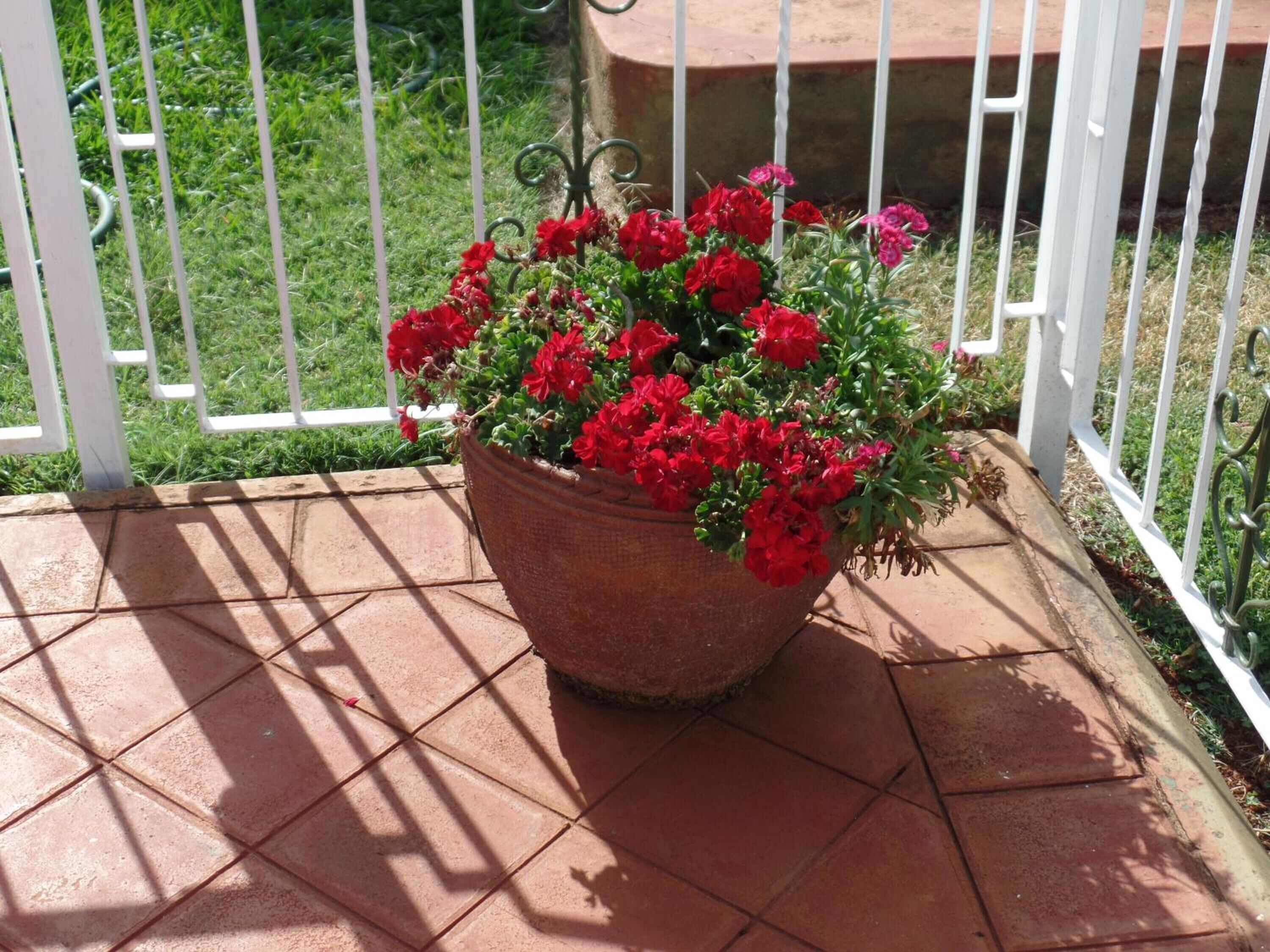 A large terracotta pot with red flowers on a tiled patio.