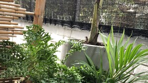 Large potted plants in a courtyard area with a bamboo fence and a mesh screen in the background. - Villa Famiri (Paramaribo)