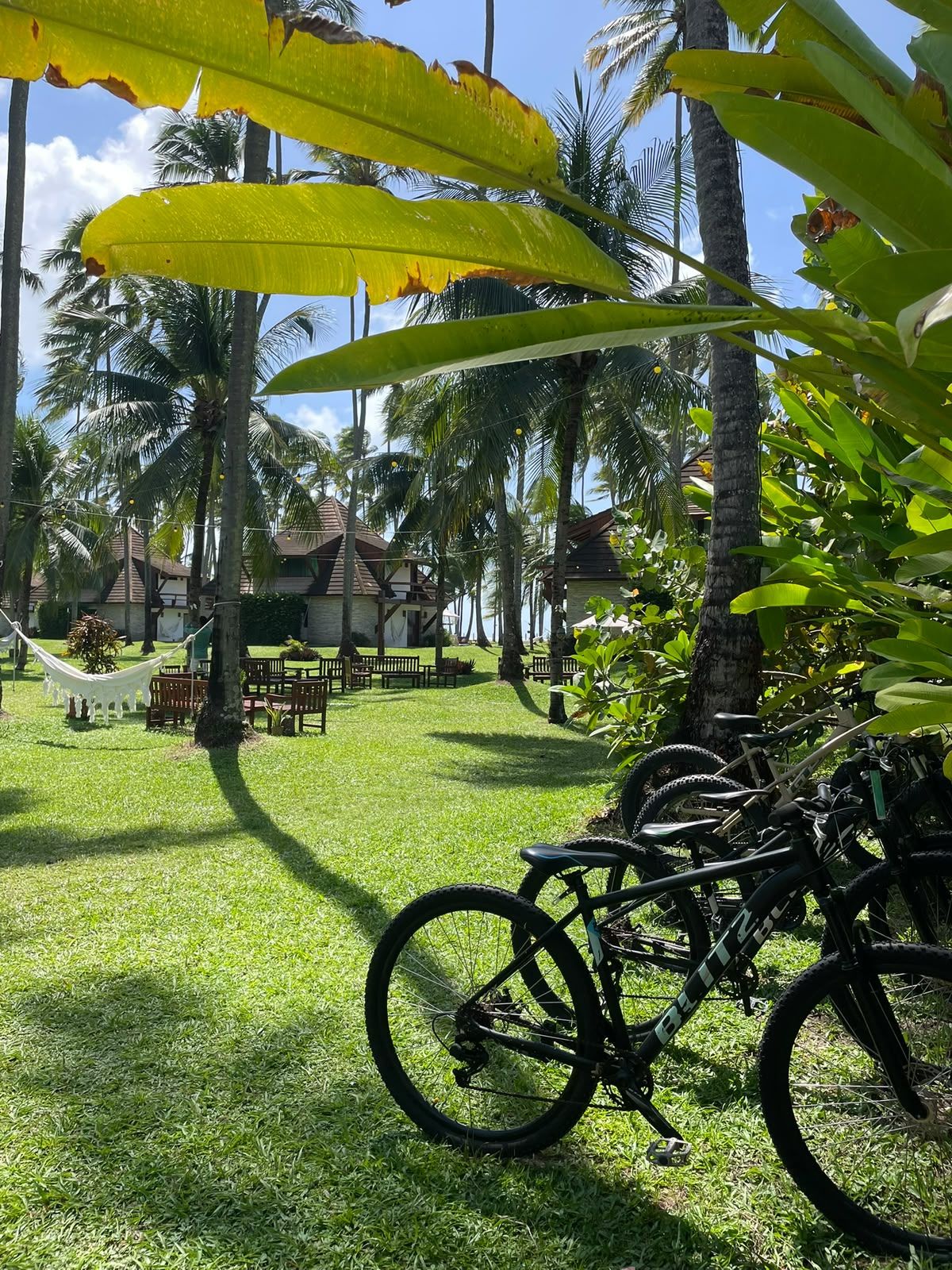 A grassy area with a bicycle, palm trees, and a building with a tiled roof.