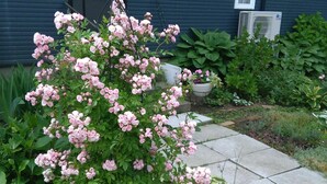 A garden with pink flowers in front of a blue house. - Guesthouse Annabel (Hakodate)