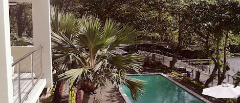 A swimming pool with a stone border, surrounded by a grassy area and palm trees.