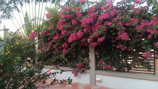 A garden with pink flowering plants and a white wall. - Samanene Beach Hotel (Mwanza)