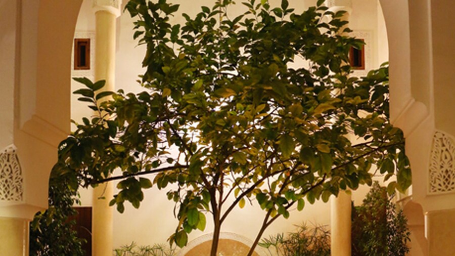 Riad Marelia
