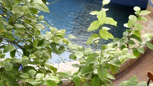 An outdoor dining area with round tables and chairs, surrounded by lush green plants. - Riad Marelia (Marrakech)