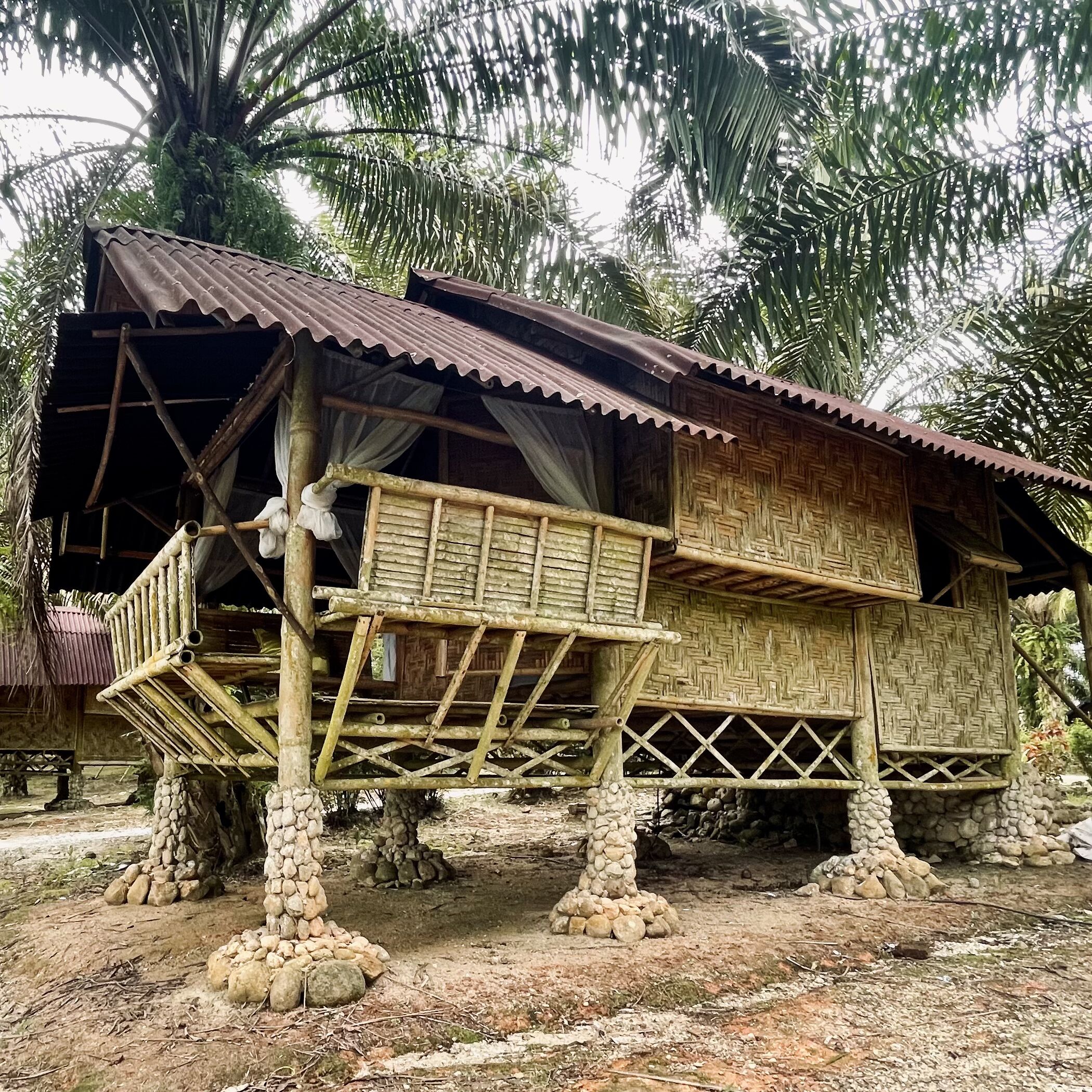 Een traditioneel houten huis met rieten dak, verhoogd op palen, omringd door palmbomen.