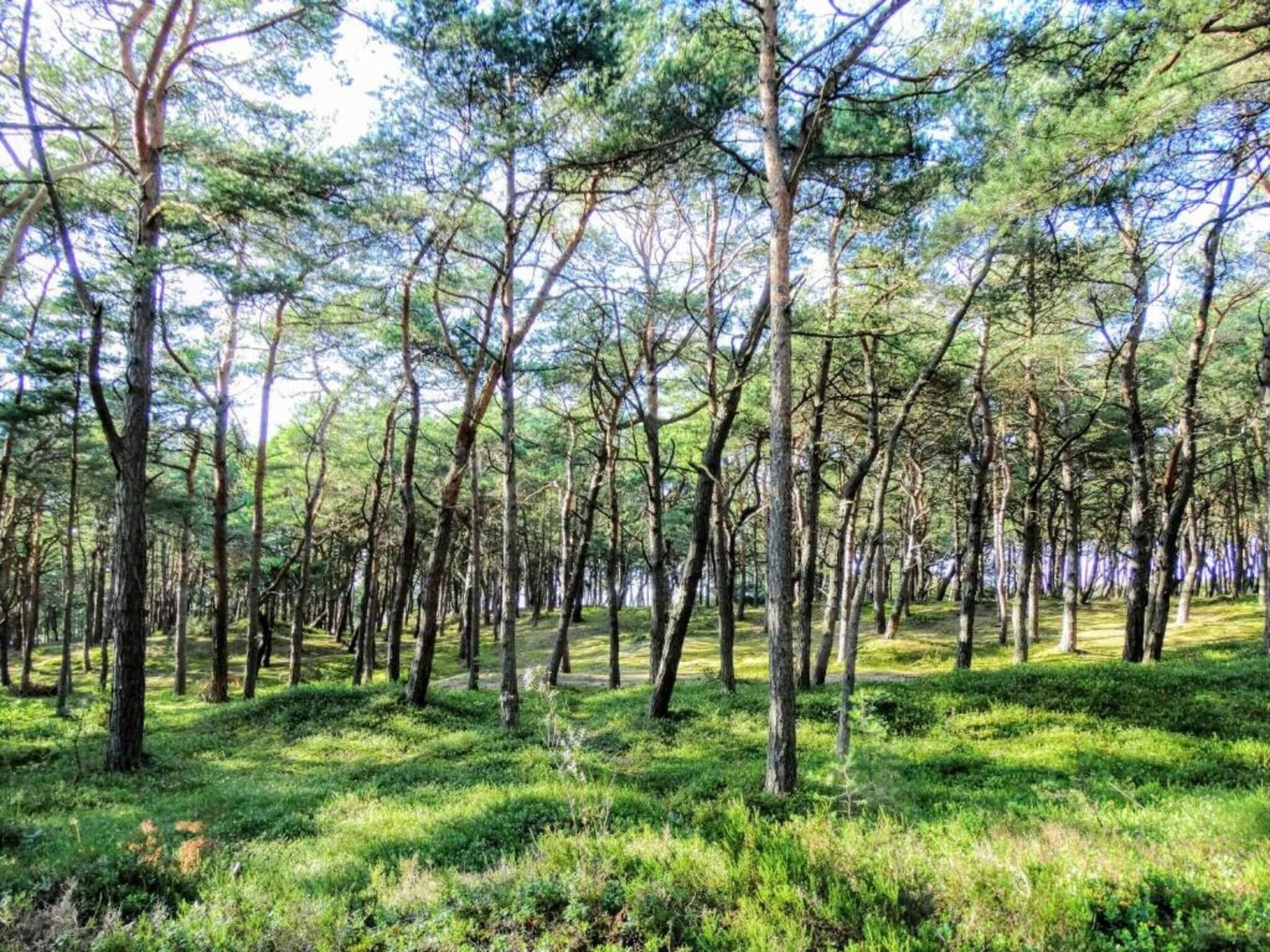 A forest with tall trees and green grass.