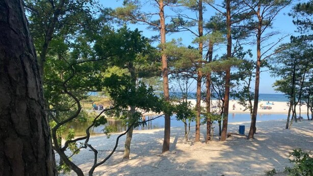 Une plage bordée d’arbres et dotée d’une zone sablonneuse.