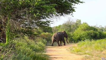 Safari