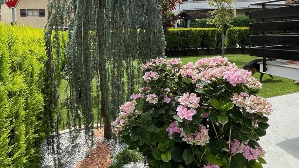 Un hotel con un jardín bien cuidado, que incluye un sauce llorón y arbustos de hortensia rosa.
