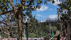 A pathway lined with trees and a lamp post, leading through a garden area with a brick wall on one side. - Casa Aristide (Sant'Agnello)