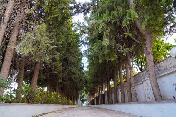 Un sendero bordeado por altos árboles y una pared blanca a un lado.