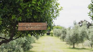 Une pancarte en bois portant le nom « Olive » est suspendue à une branche d’arbre.