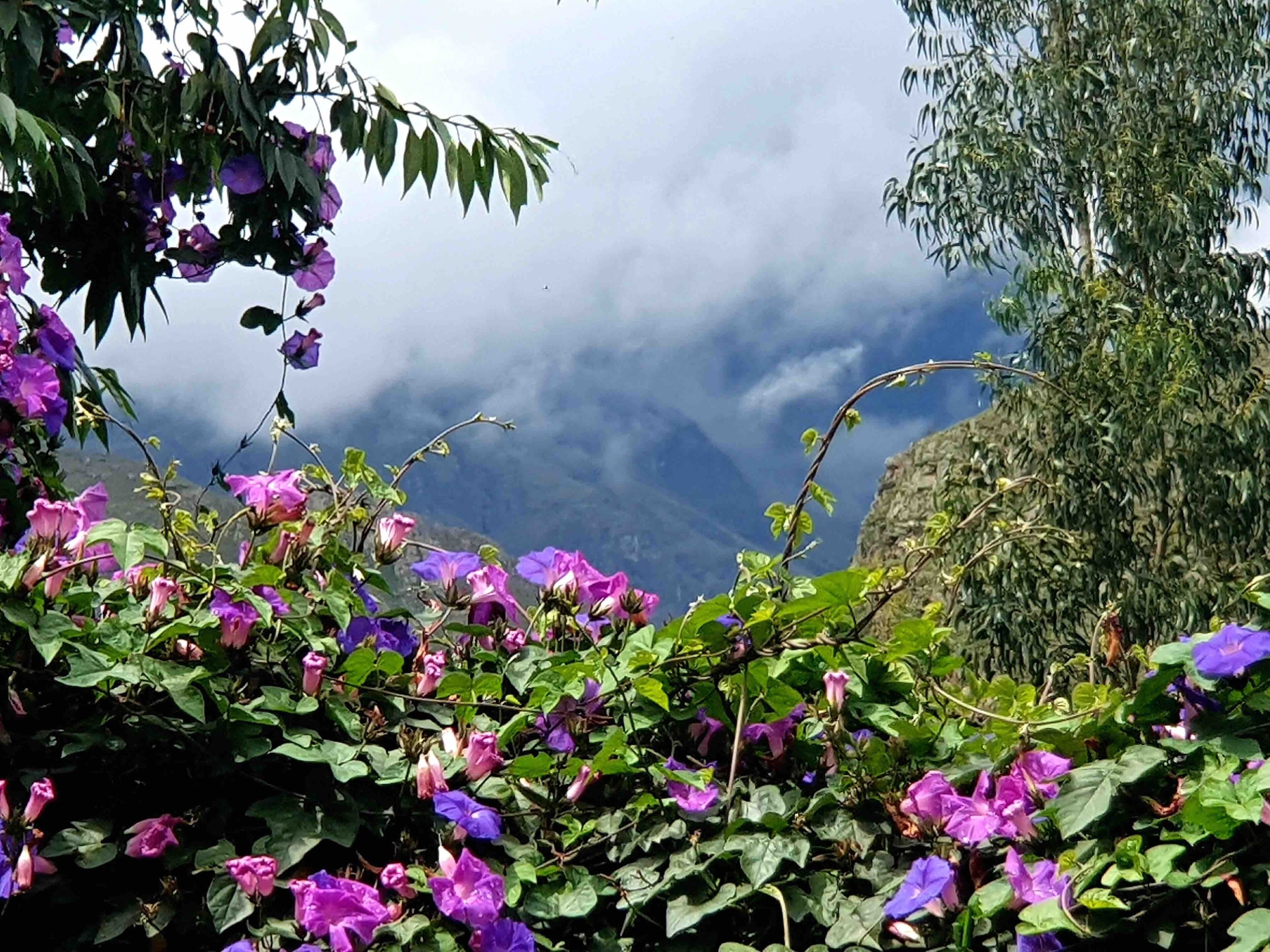 deluxe double room, 1 king bed, mountain view | mountain view