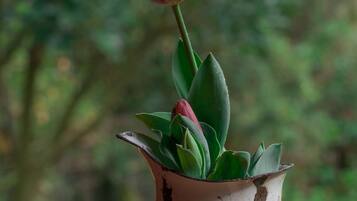 A rustic vase with a single red rose and green leaves, set against a blurred natural background.