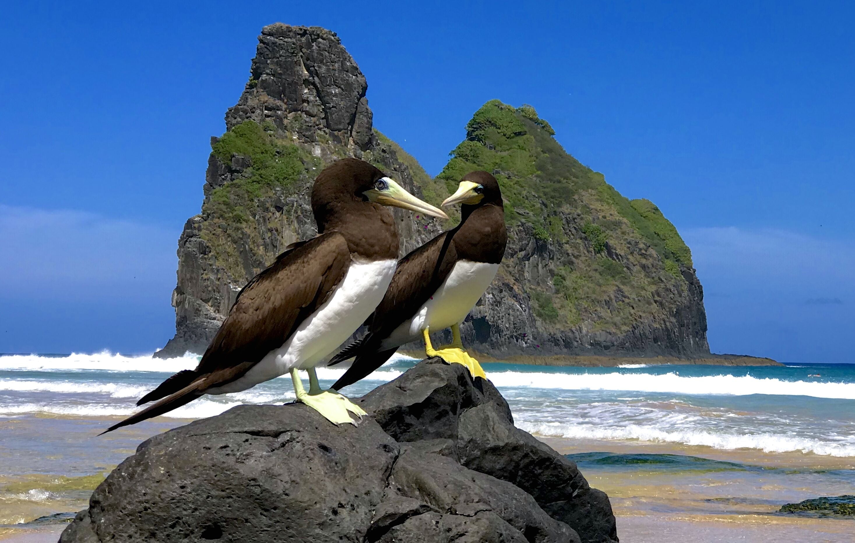 Two birds on a rock with a coastal landscape in the background.