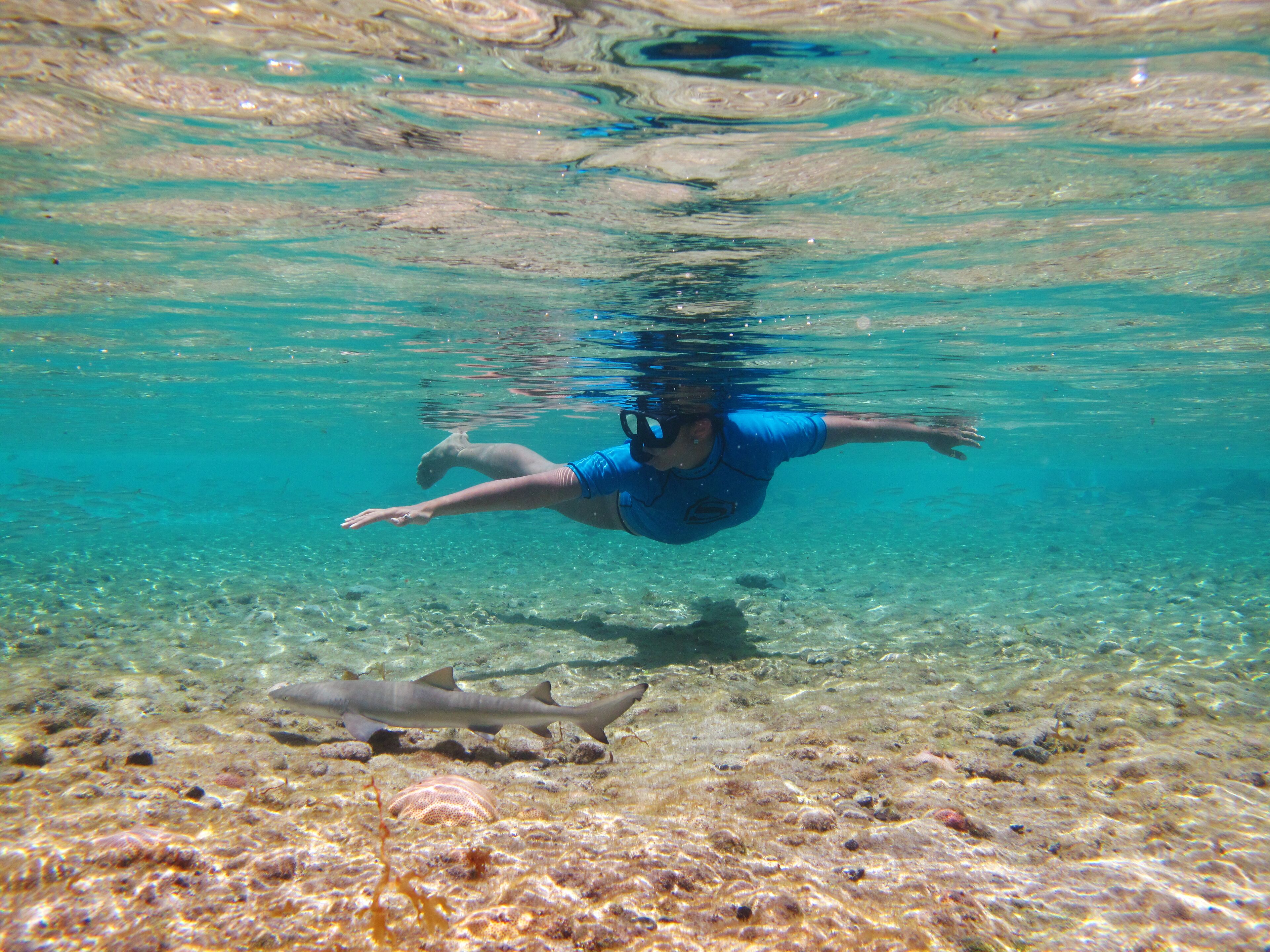 Un plongeur nageant sous l’eau, avec un requin à proximité.