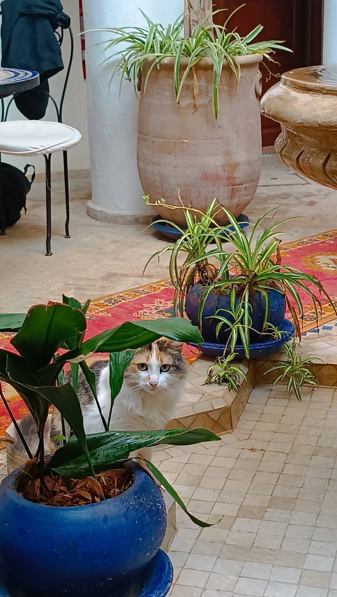 Foto - Riad Chams Marrakech