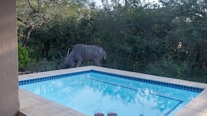 Una piscina con due bicchieri di vino rosso sul bordo, circondata dal verde e un grande animale sullo sfondo.
