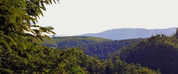 A dense forest with a mountain range in the background.