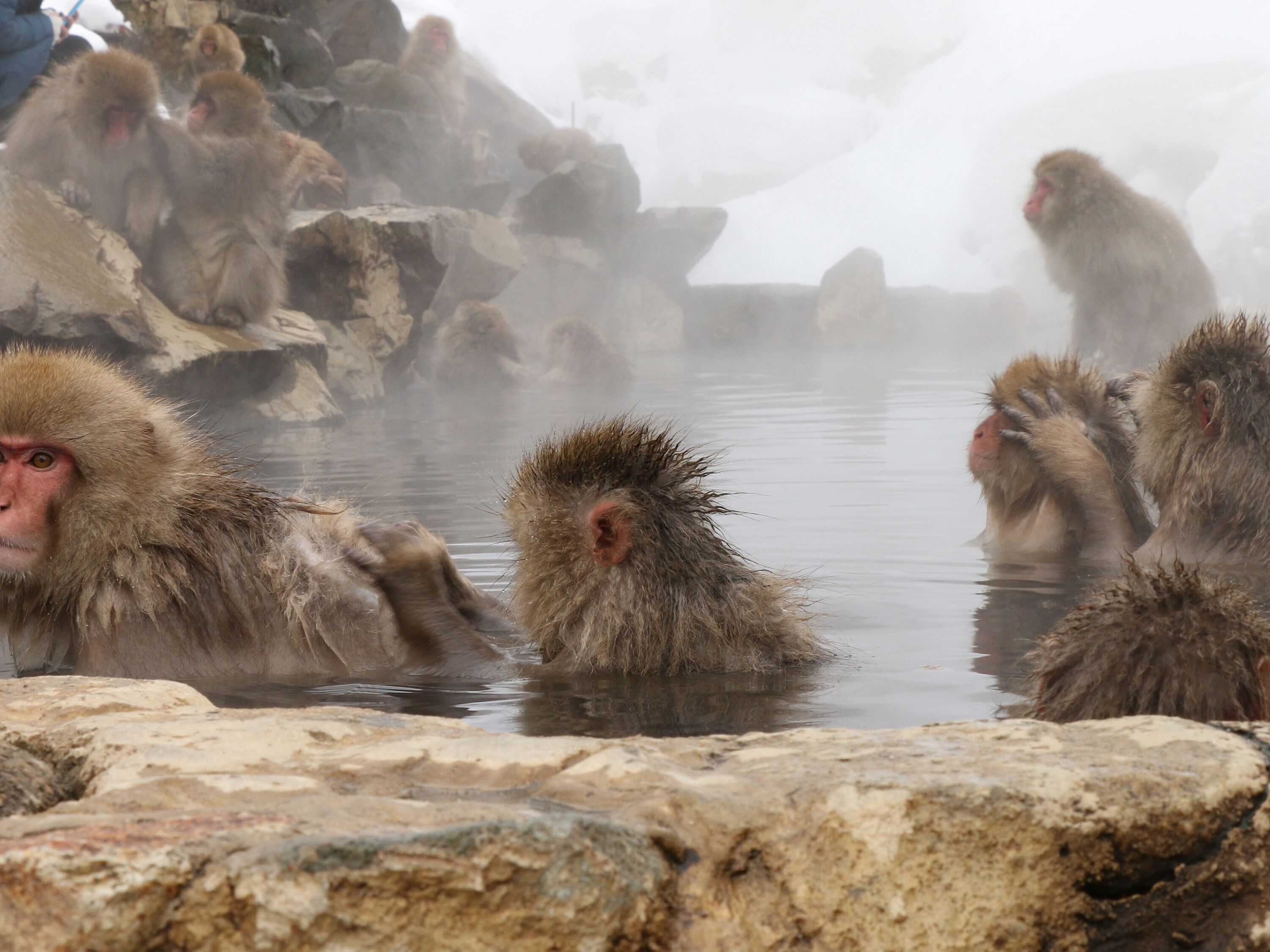 A group of monkeys in a natural setting with rocky terrain and water.