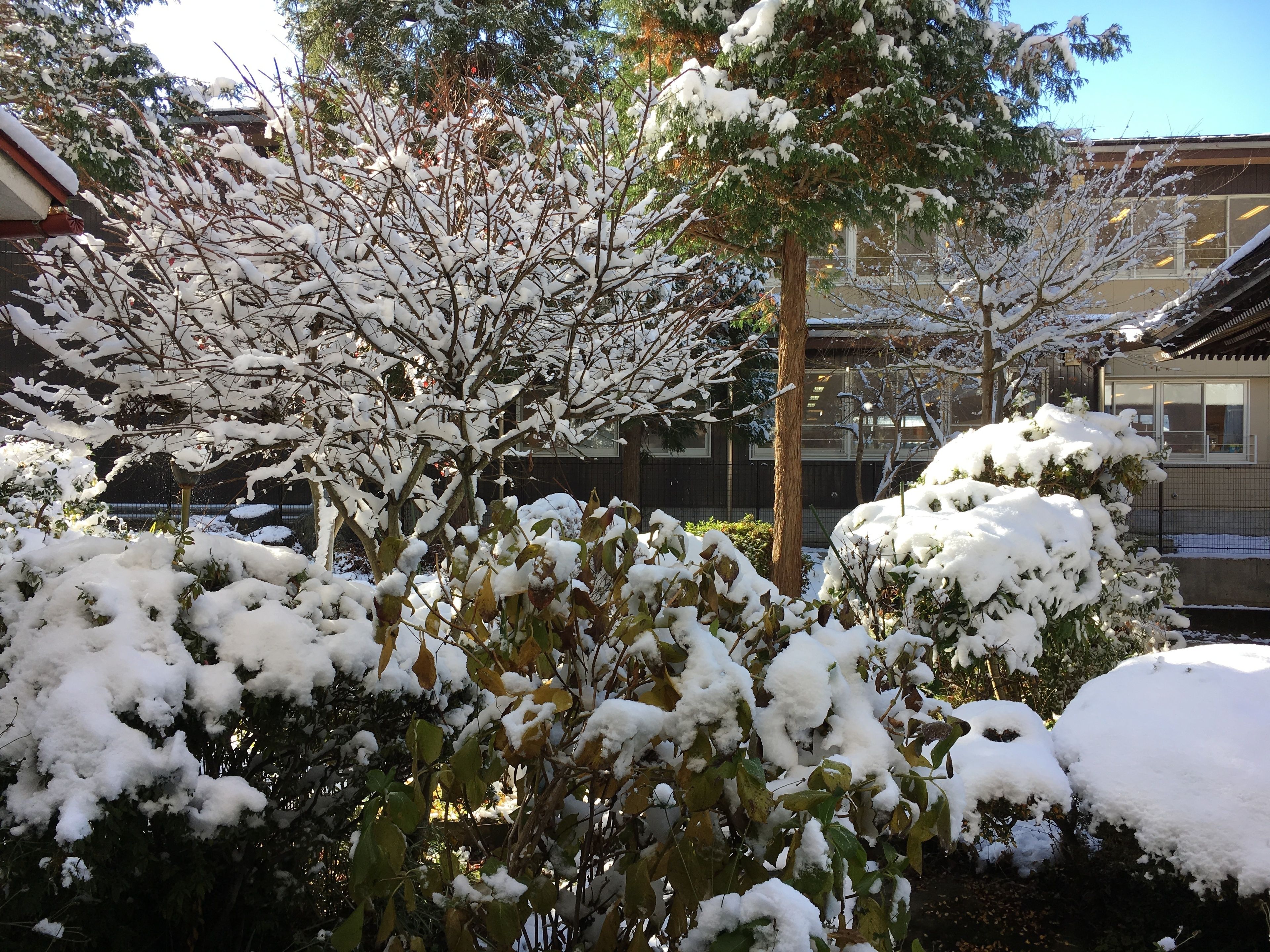 Un jardín cubierto de nieve con árboles y arbustos, una valla y un edificio al fondo.