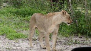 A lion standing in a natural setting with dense vegetation and trees in the background. - Matsaodi Campsite (Rakops)