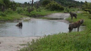 A natural landscape with a body of water, grassy areas, and trees. - Matsaodi Campsite (Rakops)