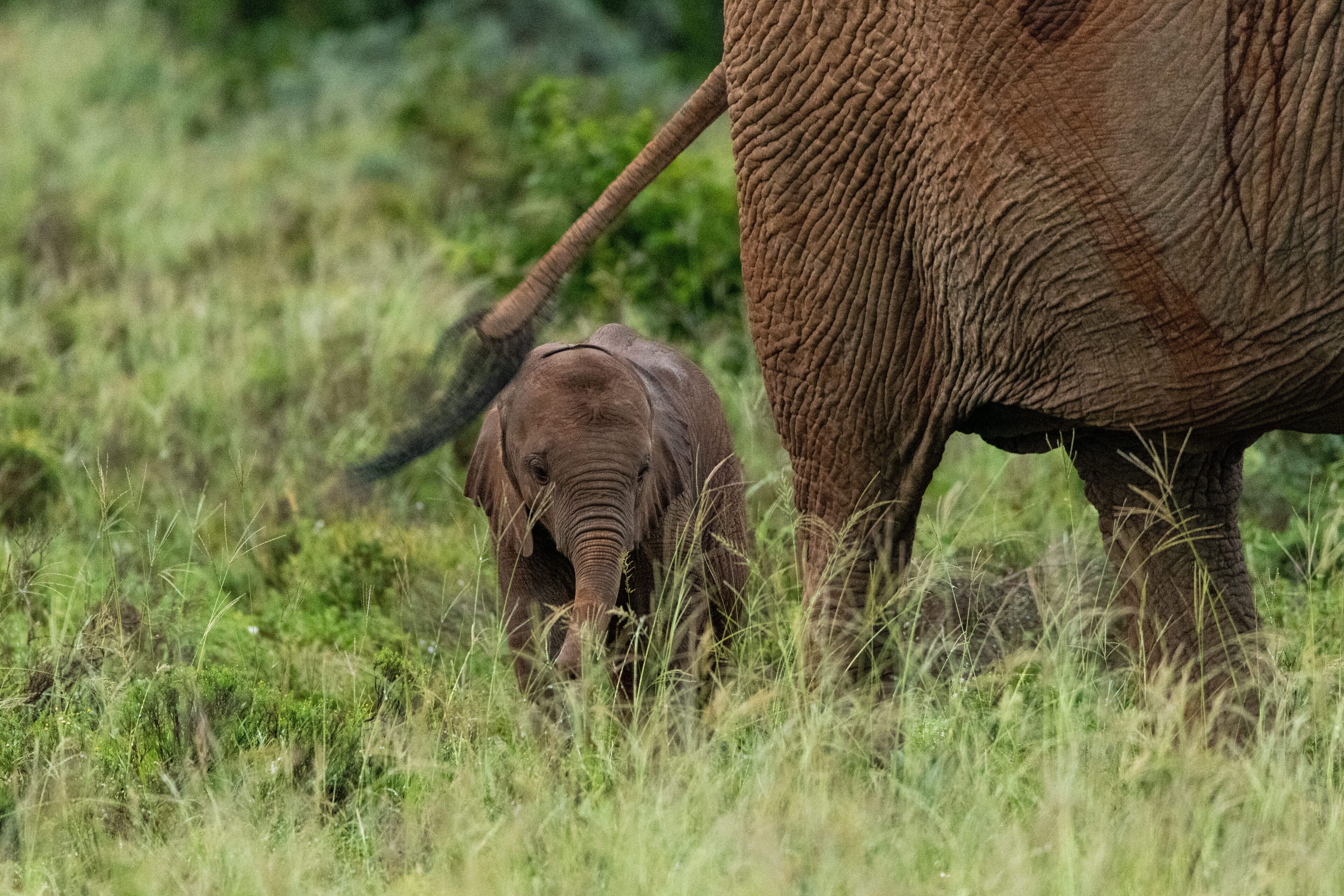 A baby elephant with its trunk raised, standing in a grassy field with a large adult elephant nearby.