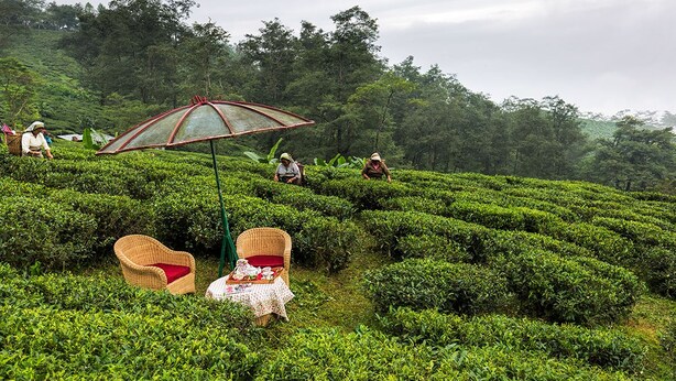 A lush tea plantation with neatly trimmed bushes and a few wicker chairs and a table set up for visitors. - Ging Tea House (Darjeeling)