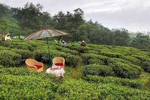 Una exuberante plantación de té con arbustos ordenadamente recortados y algunas sillas de mimbre junto a una mesa dispuesta para visitantes.
