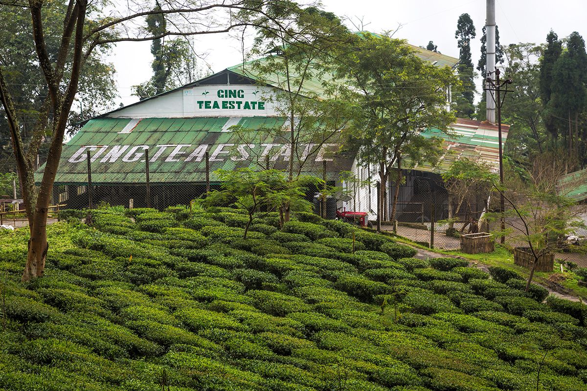 A building labeled "CINC TEA ESTATE" with a green roof and surrounded by lush green tea plantations.