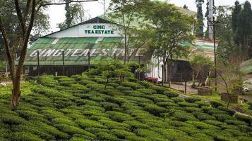 Un edificio con techo verde, identificado con la leyenda "CINC TEA ESTATE", rodeado de exuberantes plantaciones de té.