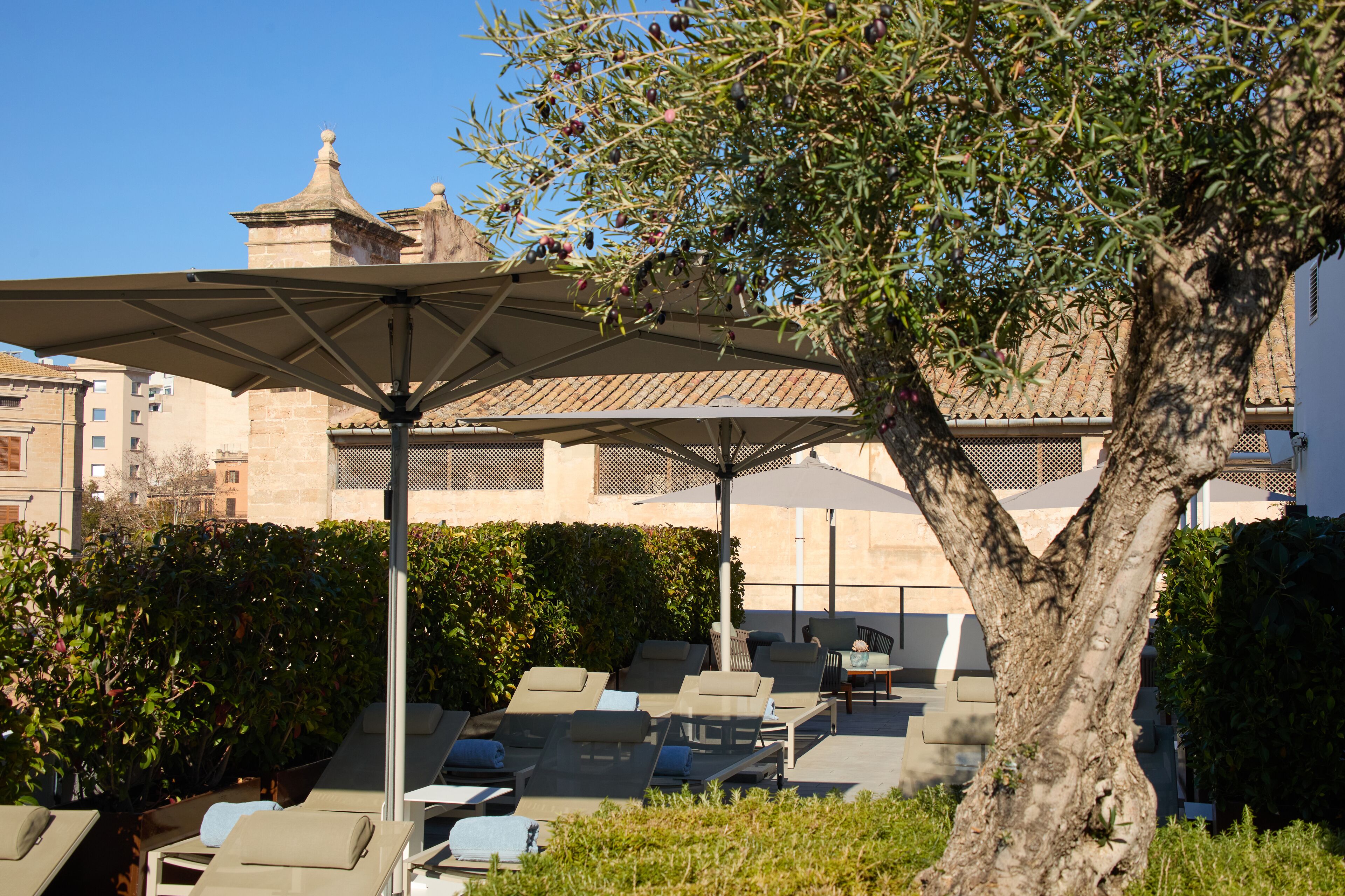 A rooftop lounge area with sun loungers, umbrellas, and a tree.