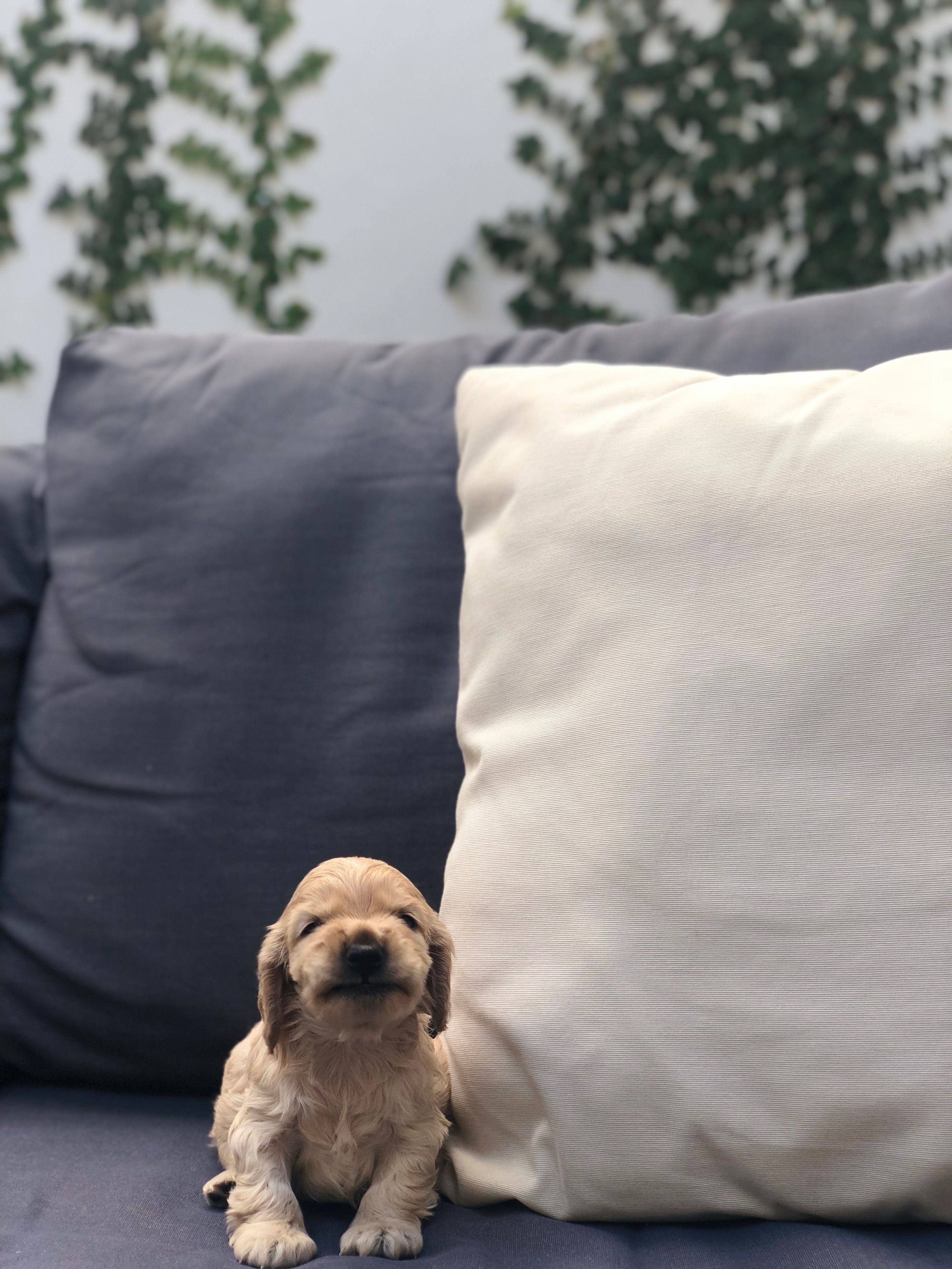 Photo - Cosmopolitano Hotel Boutique