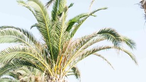 A palm tree with a clear sky in the background. - Paradise Beach Hotel (Zakynthos)