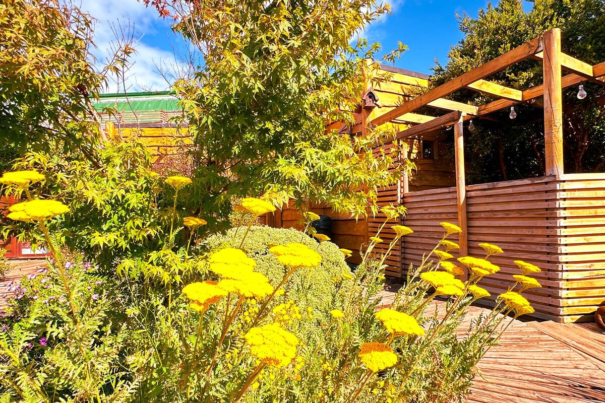 A wooden deck with a pergola, surrounded by lush greenery and yellow flowers.